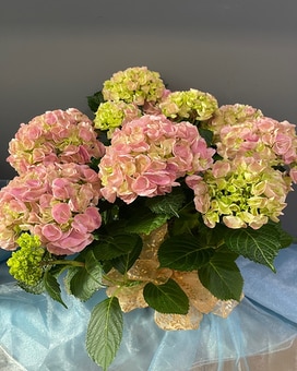 Cotton Candy Pink Hydrangea Flower Arrangement