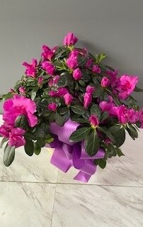 Gorgeous Azalea Plant