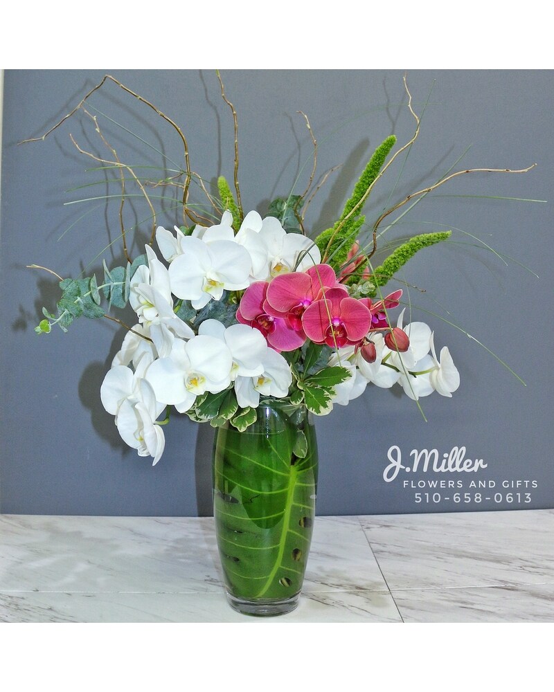 The Elle- Phalaenopsis Orchid Arrangement in Oakland CA - J
