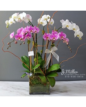 Sympathy Plants Delivery Oakland CA - J. Miller Flowers and Gifts
