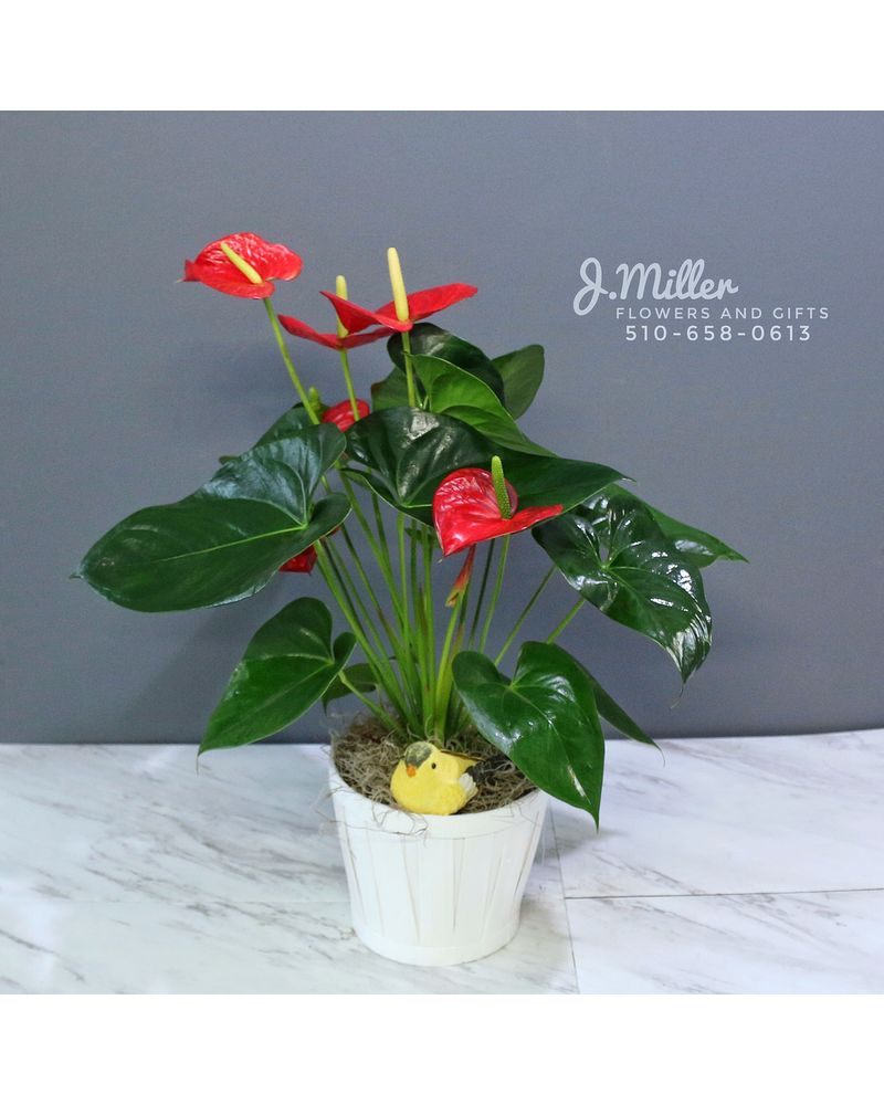 rubber tree house plant Rubber Plant main image 1