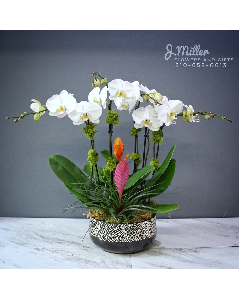 Orchid Garden with bromeliads (**new design!**) in Oakland CA - J