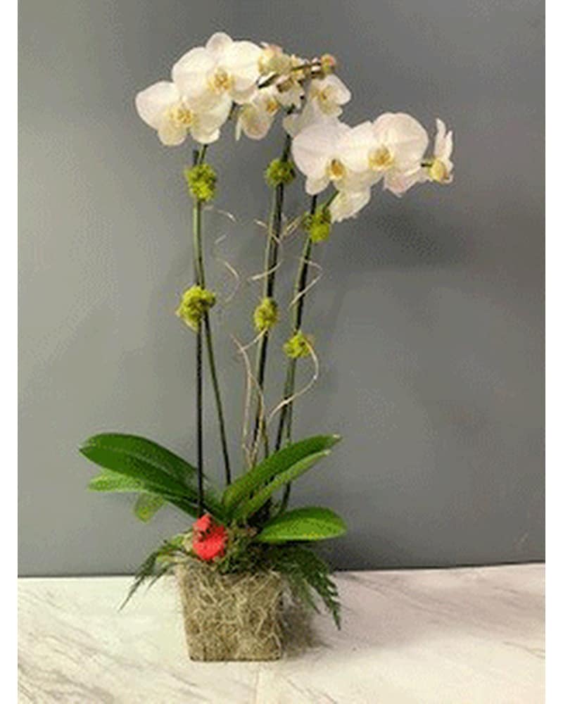 Triple stem white phalaenopsis orchid in Oakland CA - J. Miller