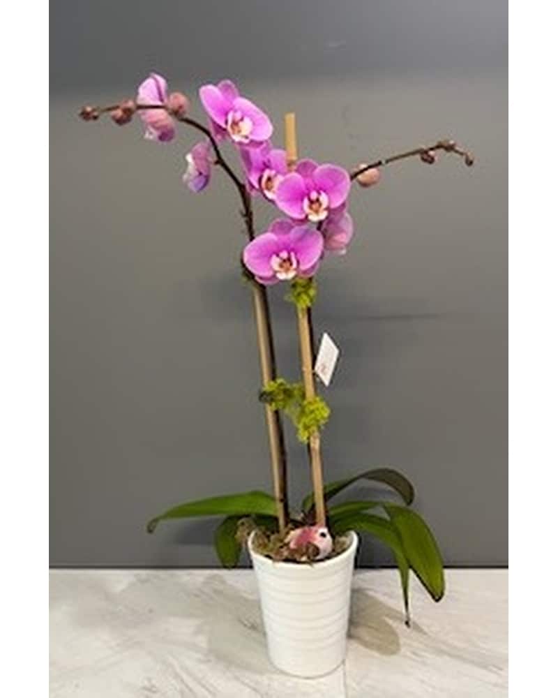 Double Lavender Orchid in Oakland CA - J. Miller Flowers and Gifts