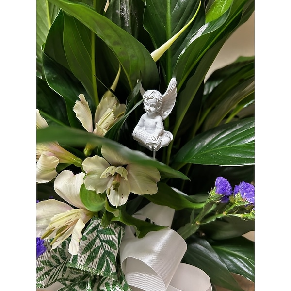 Angel & Peace Lily Indoor plant in Salisbury MD - Sonya's Floral Boutique
