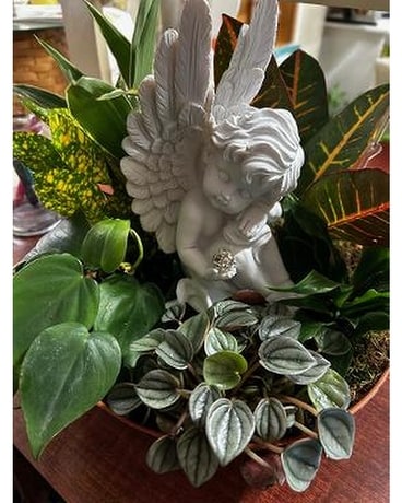 Dish Garden with angel Dish Garden Plant