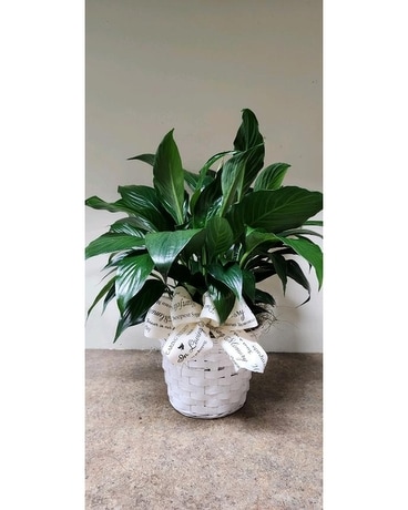 In loving Memory Peace Lily Flower Arrangement