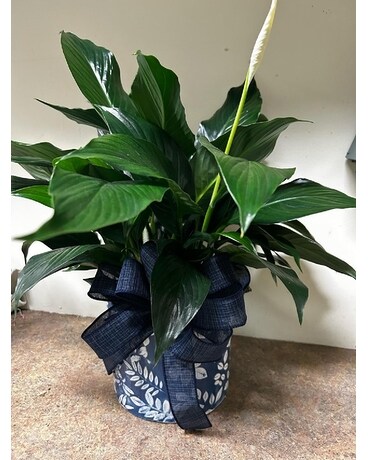 Peace Lily House plant/ in ceramic container Plant