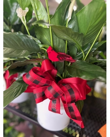 Peace Lilly with Red Bird Plant