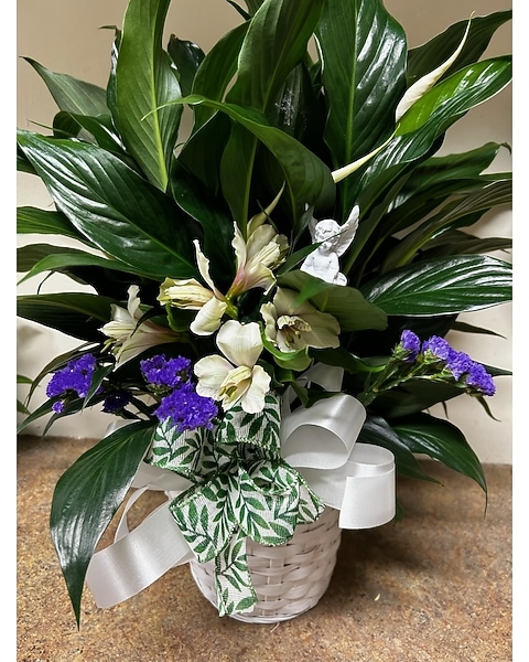 Angel & Peace Lily Indoor plant in Salisbury MD - Sonya's Floral Boutique