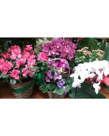 Blooming Plant Flower Arrangement