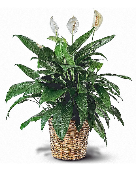 Peace Lily Plant in St. Petersburg FL - Jennie's Flowers St. Petersburg