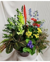Deluxe (as shown) size,  inches height and  inches wide.