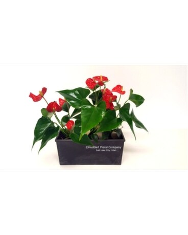 Tropical  Planter