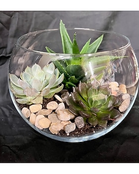 Sympathy Plants Delivery Knoxville TN - Petree's Flowers, Inc.