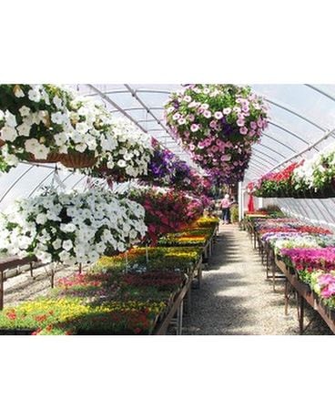 Greenhouse Special English Garden in Crystal Lake IL