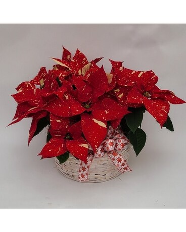 Holiday Snowflakes Plant