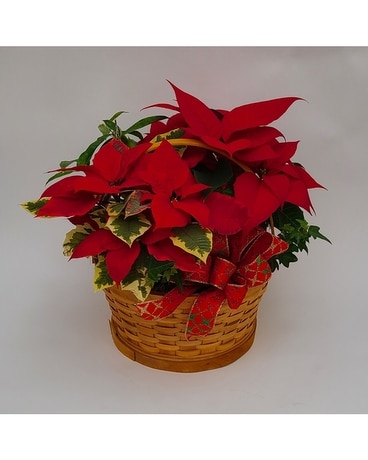 Poinsettia Paradise Plant
