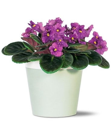 African Violet Plant