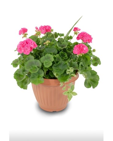 Geranium 12 Plant
