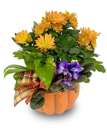 Pumpkin Garden Plant
