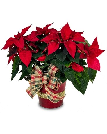 Elegant Poinsettia Plant