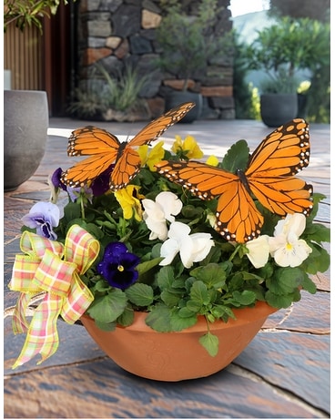 フラワー・ガーデニング My terry Mother's Day Outdoor Plants - hanging baskets, Thrifty Florist