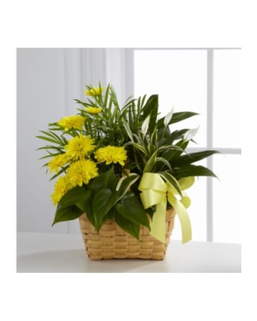 The FTD Loving Light Dishgarden Flower Arrangement