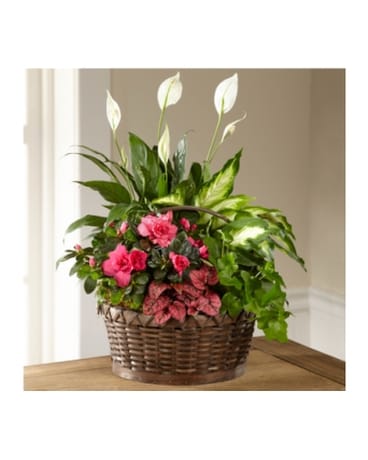 The FTD Dream in Pink Dishgarden in Southfield MI - Thrifty Florist