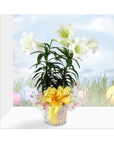 Double Easter Lily Plant