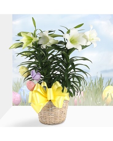 Triple Easter Lily Plant