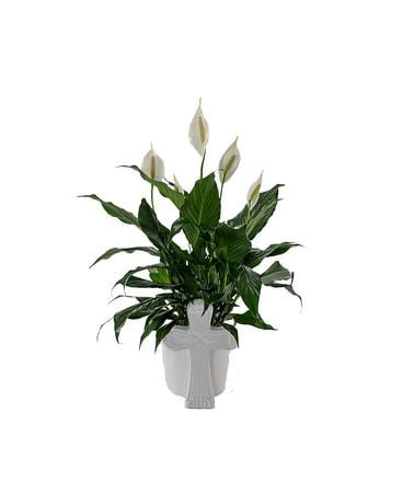 Cross Planter Plant