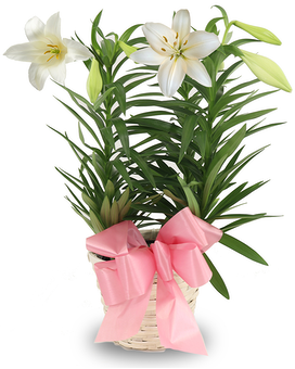 Six Inch Pot - Easter Lily in a Basket Plant
