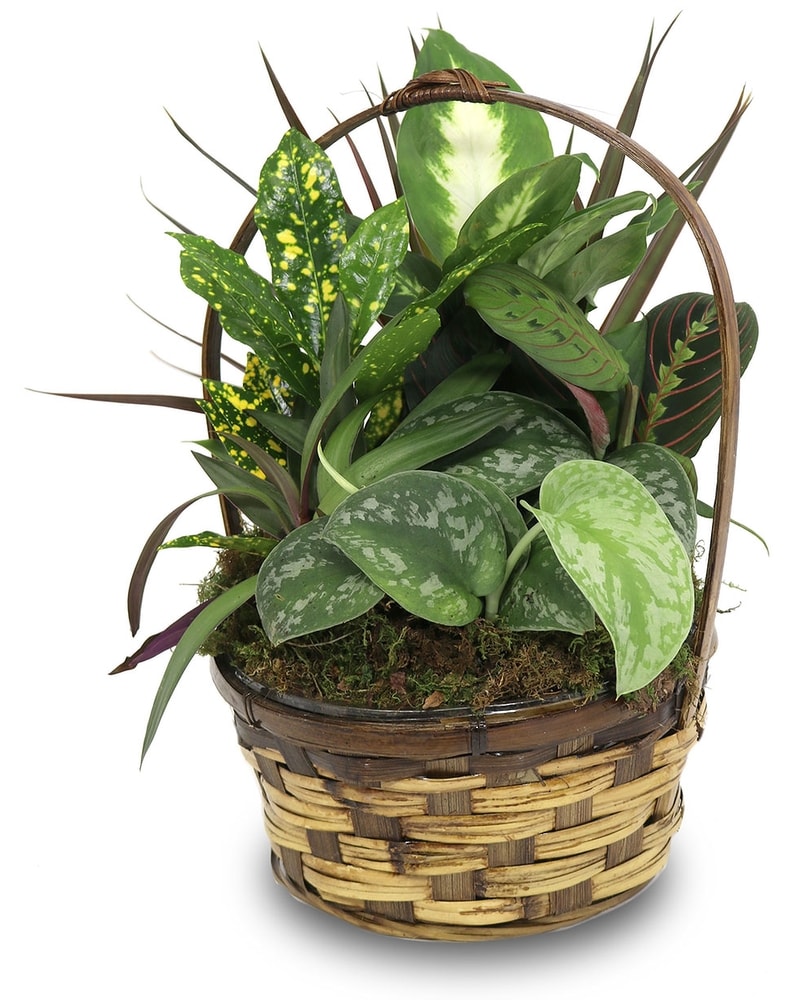 8 Inch Dish Garden Basket in Southfield MI - Thrifty Florist