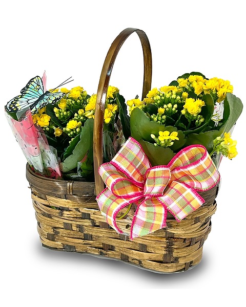 Calandiva Double Basket Basket Arrangement