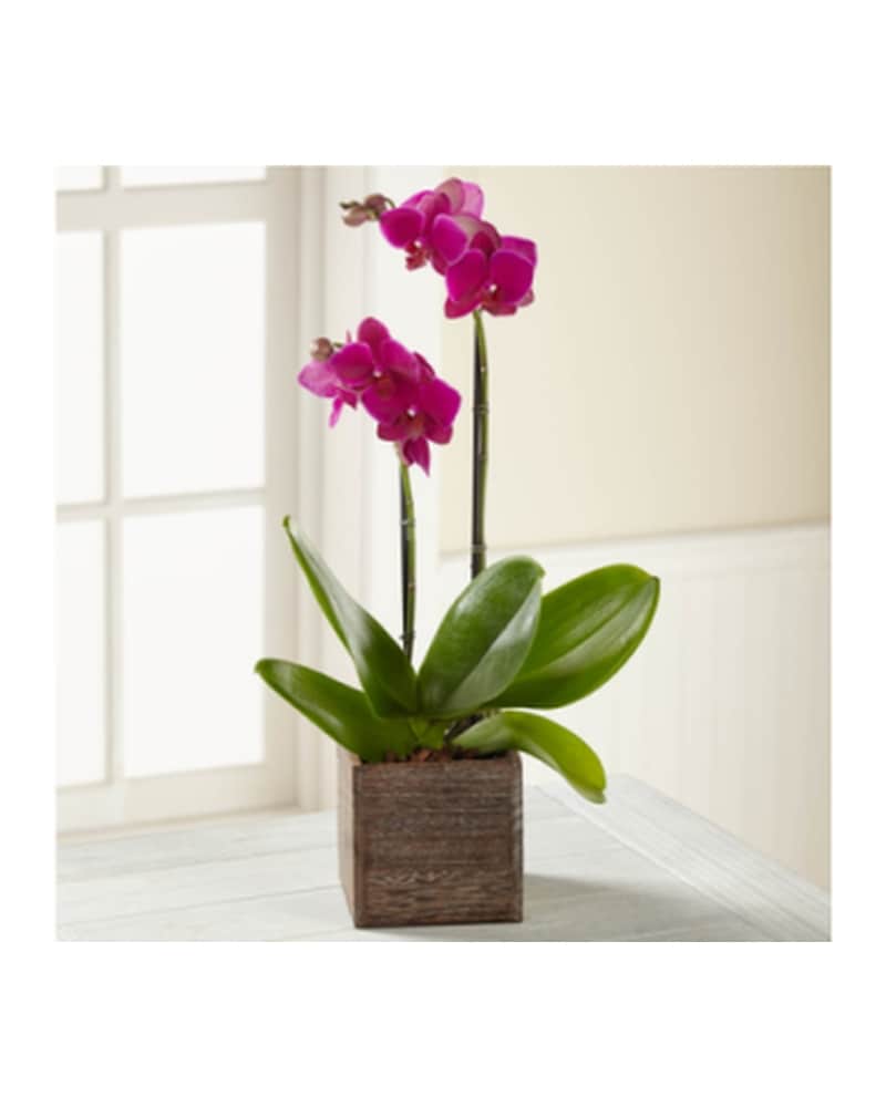 The FTD Purple Phalaenopsis Orchid in Southfield MI - Thrifty Florist