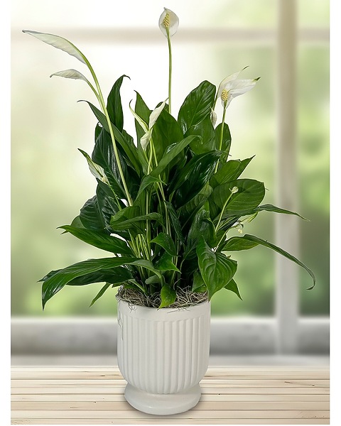 succulents planters Emerson Succulent Planter