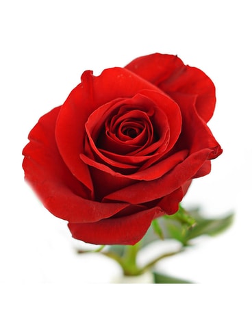 18 Stem Rose Vase Arrangement Flower Arrangement