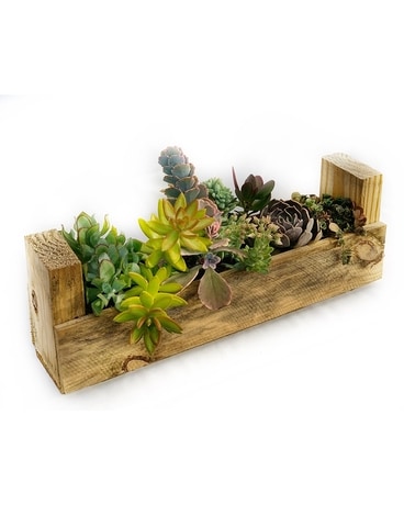 Wooden Succulent Planter Plant