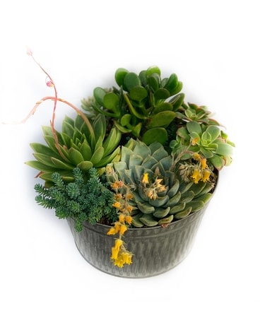 Washed Tin Succulent Garden Plant