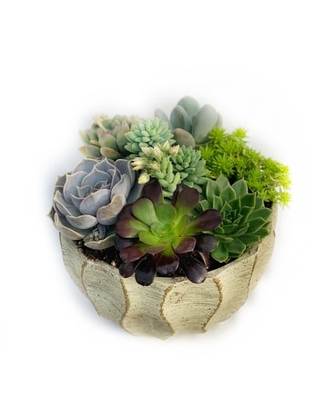 Etched Geo Succulent Garden Plant
