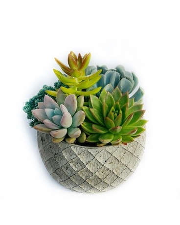 Lattice Succulent Garden Plant
