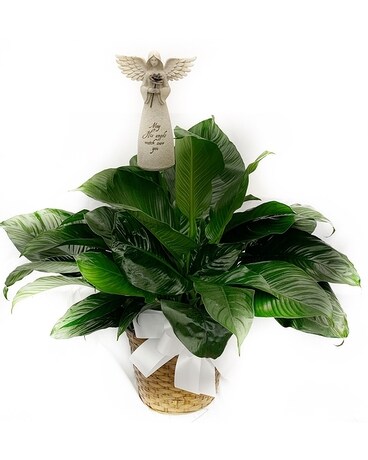 Angel Peace Lily Plant