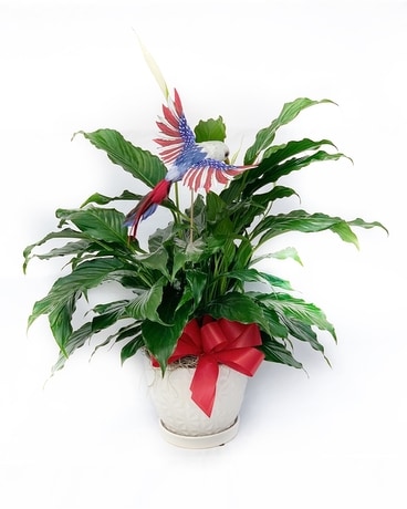 Freedom Peace Lily Plant