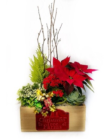 Holiday Planter Plant