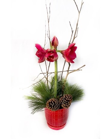 Holiday Amaryllis Plant