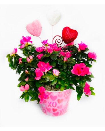 Blooming Love Azalea Plant Plant