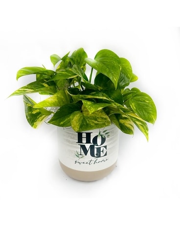 Home Sweet Home Planter Plant