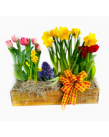 Spring Bulb Box Plant