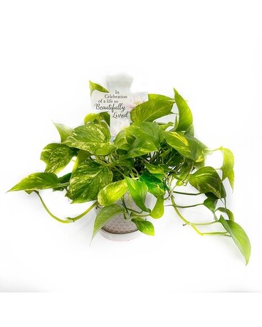 Pothos Cross Planter Plant